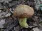 Okkerszínű tinóru (Hemileccinum impolitum), Budai-hegység